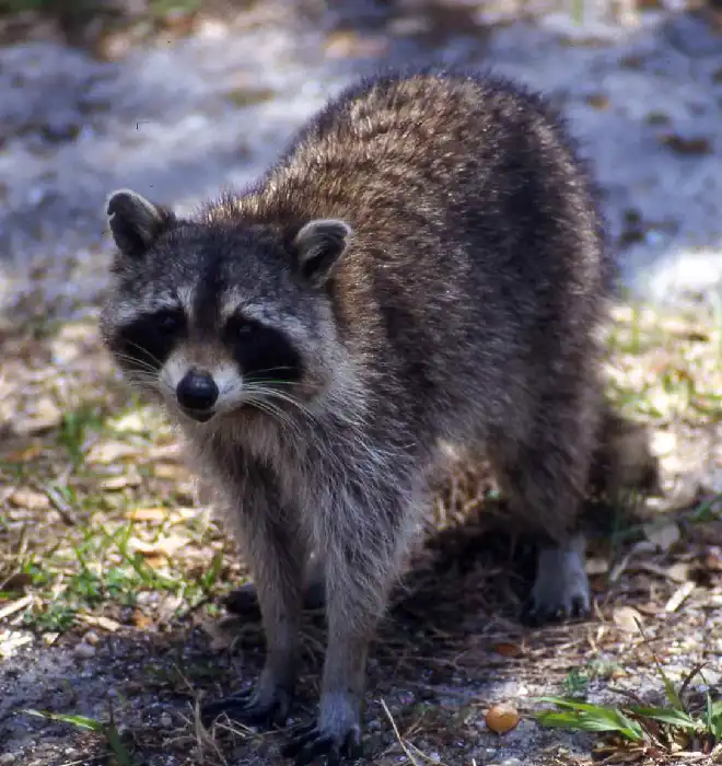 Raccoon Removal