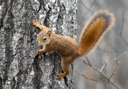 A virginian red squirrel A squirrel in the front yard of a local resident, showing the need for West Samoset Squirrel Removal and Control