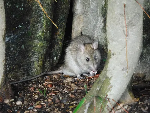 A rat in the front yard of a local resident, showing the need for Westwood Lakes Rat Removal and Control
