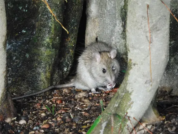 A rat in the front yard of a local resident, showing the need for Bayshore Gardens Rat Removal and Control