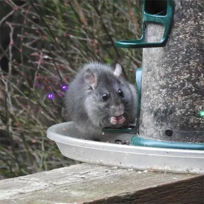 a rat eating from the planter showing the need for Pebble Creek Rat Removal and Control