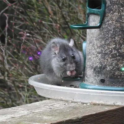 a rat eating from the planter showing the need for Bayshore Gardens Rat Removal and Control