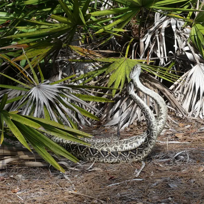 These pair of courting snakes will not be on your propert if there is no food. Snake control is key