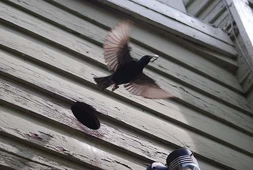 A bird flying from a vent showing much needed bird removal and bird control