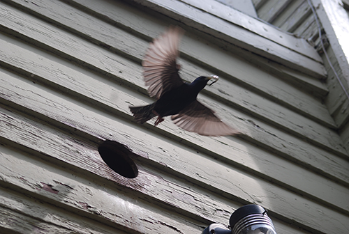 Bird Flying out of Vent A bird flying from a vent showing much needed bird removal and bird control