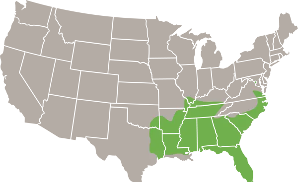 Cotton mouse USA Range Map
