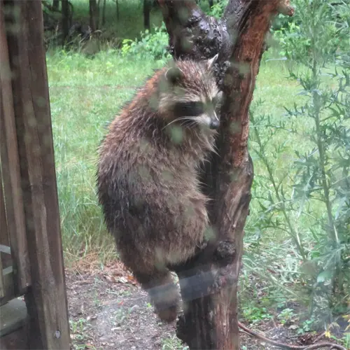 a raccoon hanging on to a branch infront of an Meadow Woods Business