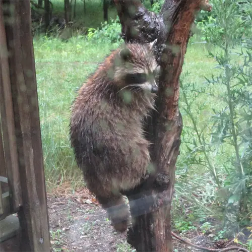 a raccoon hanging on to a branch infront of an Groveland Business