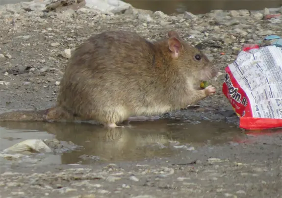 Brown Rats such as this, are major infestors here in Florida, we get Rat Control calls from them all the time