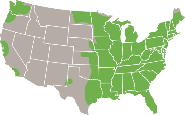 Grey Squirrel United States Range