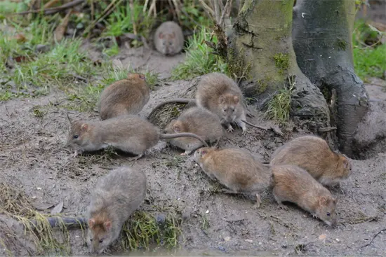 A group of rats outside an Pebble Creek business