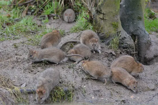 A group of rats outside an Lady Lake business