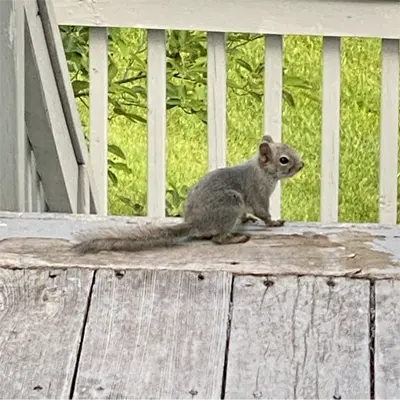 A squirrel on the deck of an Fish Hawk home
