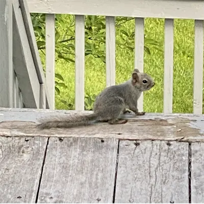 A squirrel on the deck of an Pine Hills home