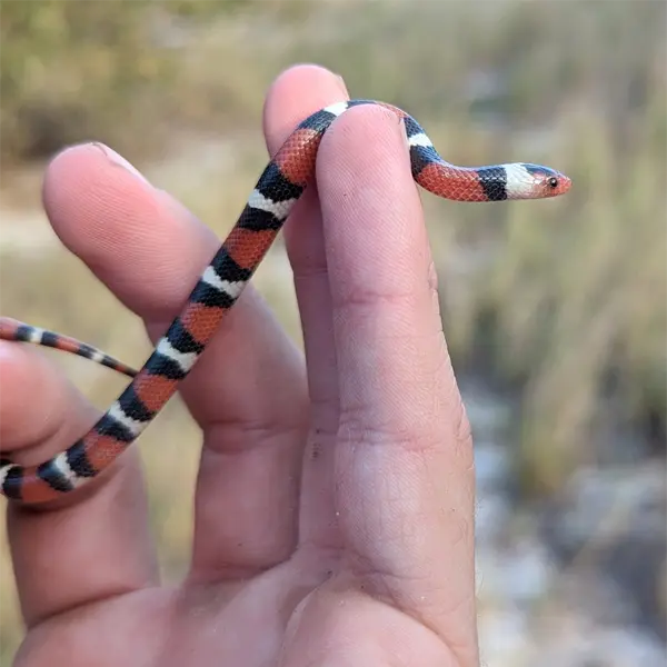 Scarlet Kingsnakes in Central Florida - Florida Wildlife Trappers