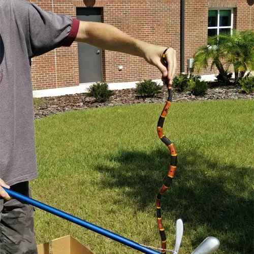 Snake caught by one of our technicians, showing the need for Englewood Snake Removal Services