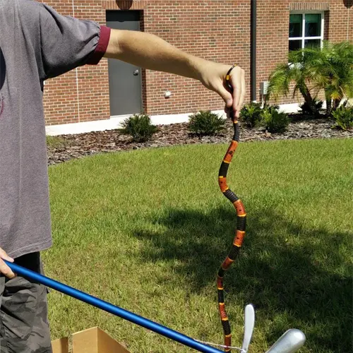 Snake caught by one of our technicians, showing the need for Lutz Snake Removal Services