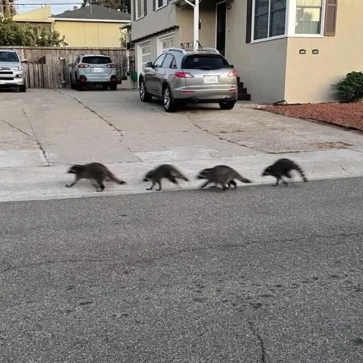 Group of raccoons infront of a Palmetto home, showing the need for expert raccoon removal