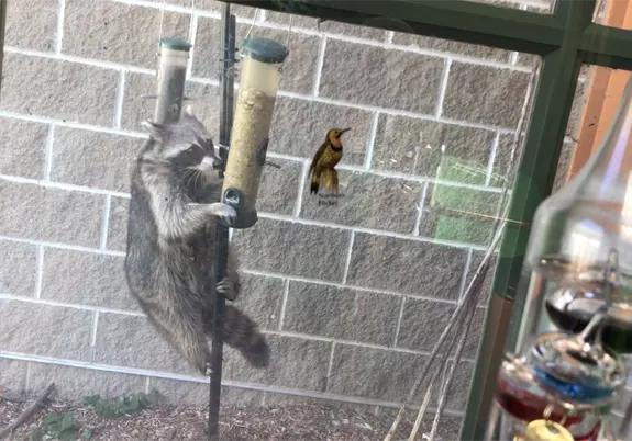 A Raccoon in the front yard of a local resident, showing the need for Eustis Raccoon Removal and Control