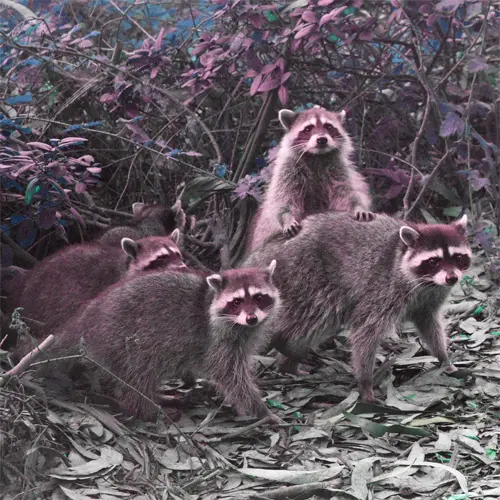 A group of raccoons after being relocated after a succesful raccoon removal program