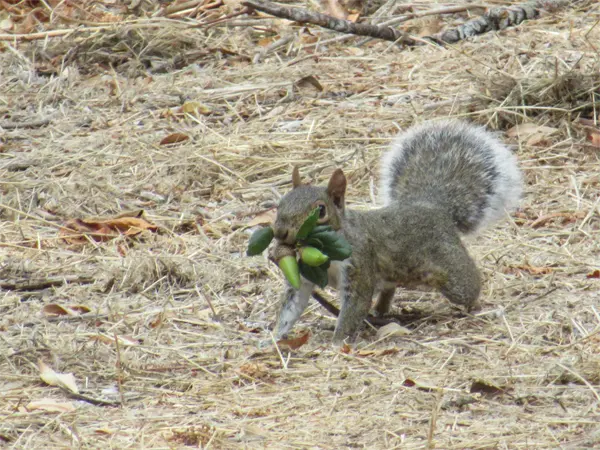 a squirrel in the front yard showing the need for Wellington Squirrel Removal and Control