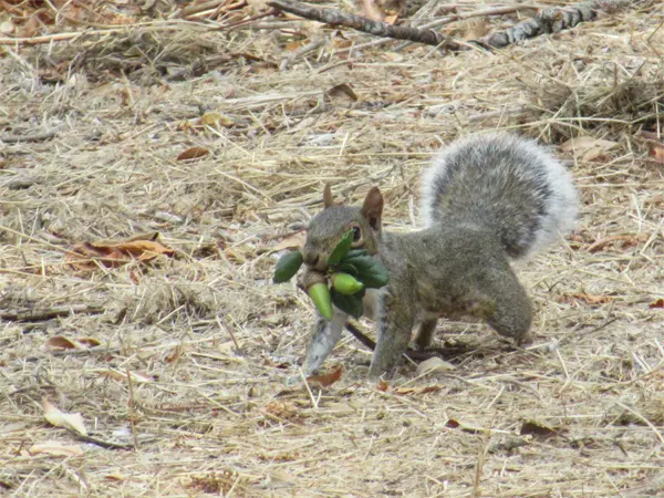 a squirrel in the front yard showing the need for Ocoee Squirrel Removal and Control