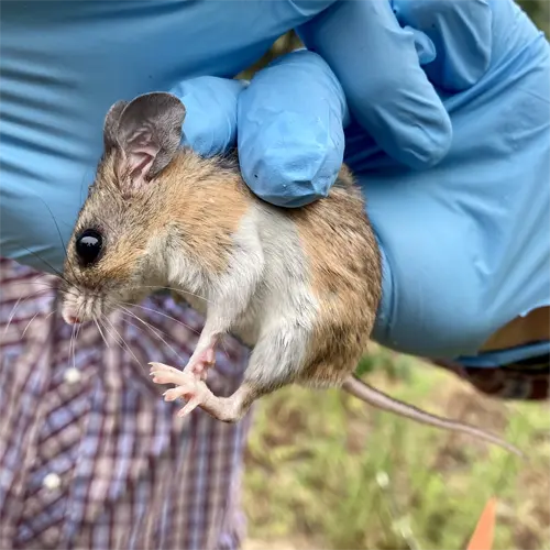 A Florida Deer Mouse outside an Doctor Phillips business