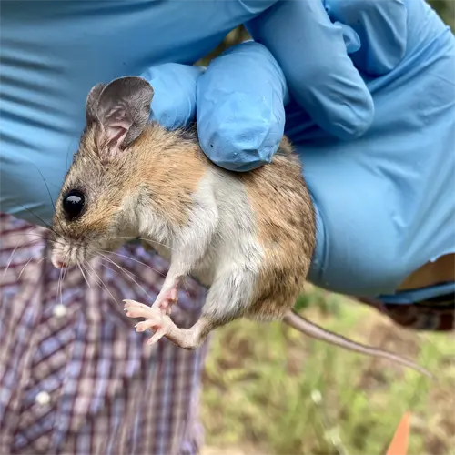 A Florida Deer Mouse outside an Lutz business