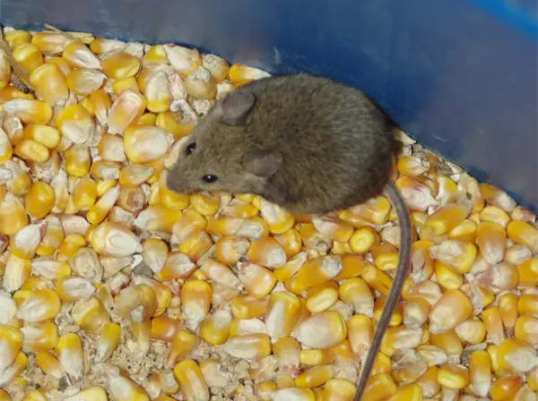 a Mouse eating from the planter showing the need for Maitland Mouse Control and Removal