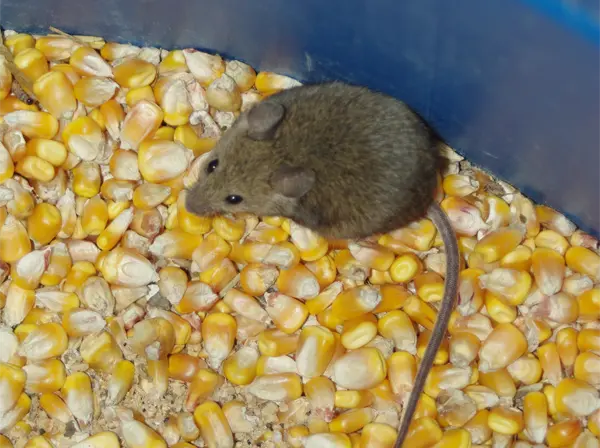 a Mouse eating from the planter showing the need for Lutz Mouse Control and Removal