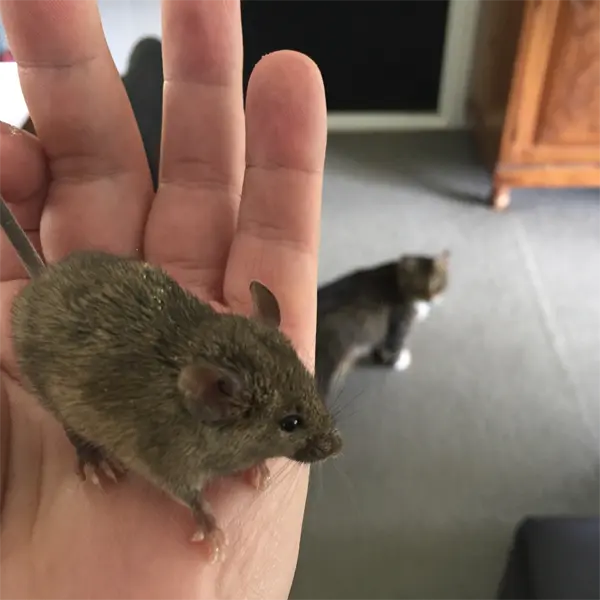 A Mouse in the home of a local resident, showing the need for Lutz Mouse Control and Removal