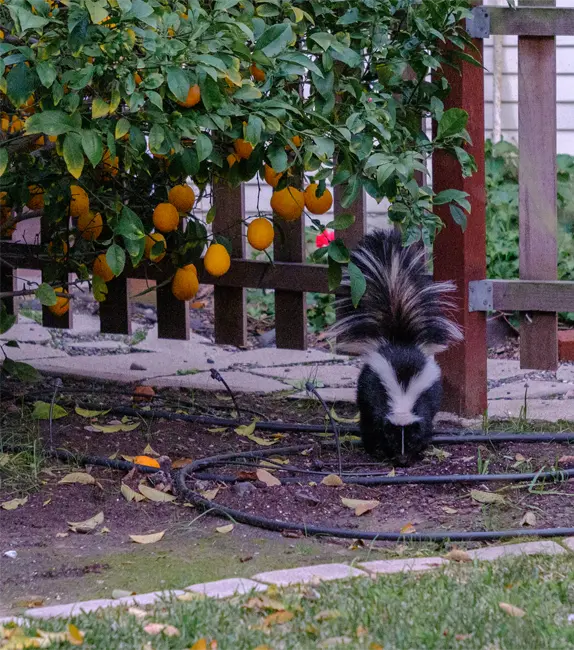 Skunks in the yard as shown here, showing the need for Wildwood Skunk Removal Services