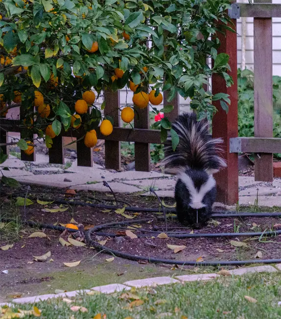 The Striped Skunk eating Skunks in the yard as shown here, showing the need for Lutz Skunk Removal Services