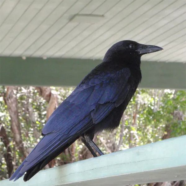 A crow on a gutter showing the need for premiere bird control