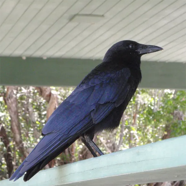 Adult American Crow A crow on a gutter showing the need for premiere bird control