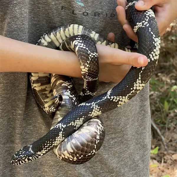 Eastern King Snake Frutex Anguis Annulatus from The natural history of  Carolina, Florida, and the Adult Pull-Over Hoodie by Shop Ability - Pixels