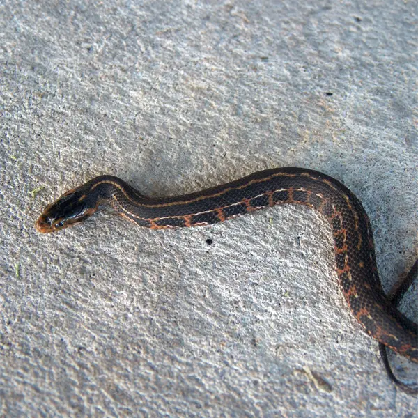 Atlantic Saltmarsh Snake