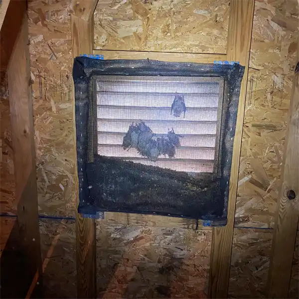 group of bats in the attic, showing the need for Fairview Shores Rat Removal and Control