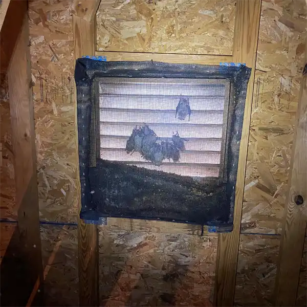 group of bats in the attic, showing the need for Fern Park Rat Removal and Control