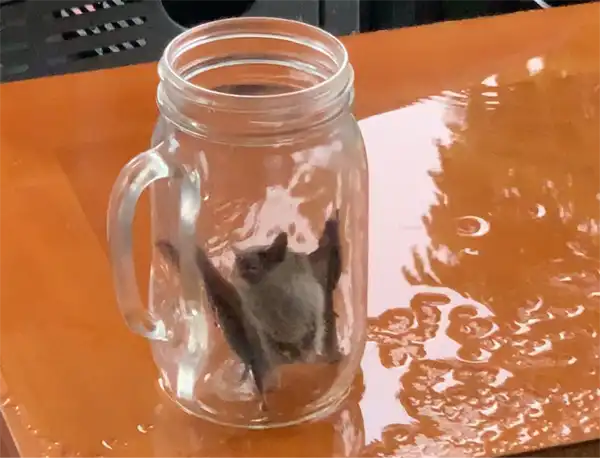 A bat in a jar, caught in an Conway businiess