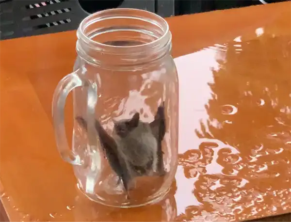 A bat in a jar, caught in an Clermont businiess