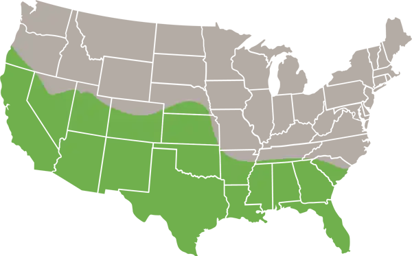 The range for the norway rat in the united states