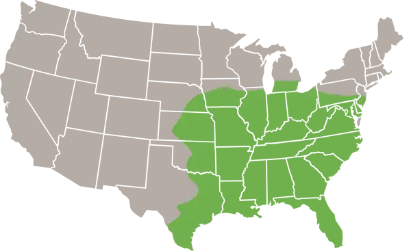 Evening Bat USA Range Map