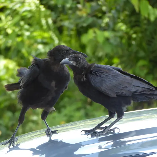 Bird Control in Florida Florida Wildlife Trappers