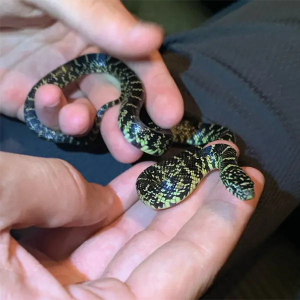 Eastern King Snake Frutex Anguis Annulatus from The natural history of  Carolina, Florida, and the Adult Pull-Over Hoodie by Shop Ability - Pixels