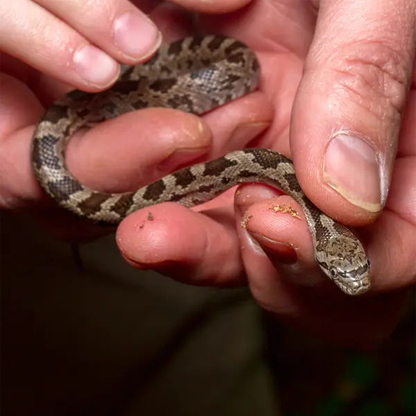 A freshly caught juvenile ratsnake found here in Westchester