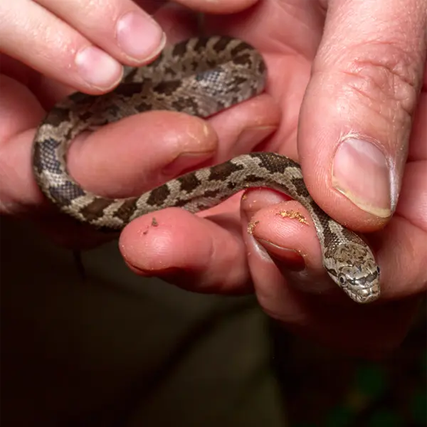 A freshly caught juvenile ratsnake found here in Buena Ventura Lakes