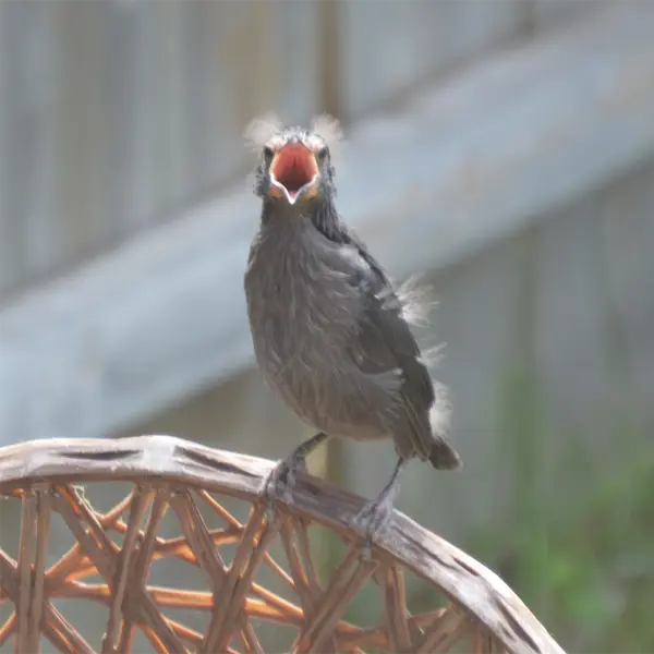 Juvenile Grackle