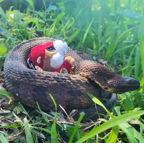 a watersnake holding a gas station mascot