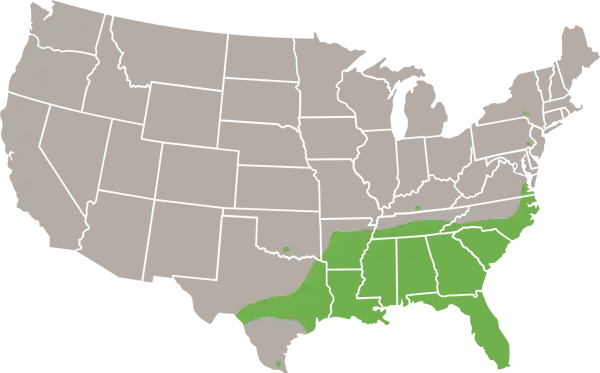 Seminole Bat USA Range Map